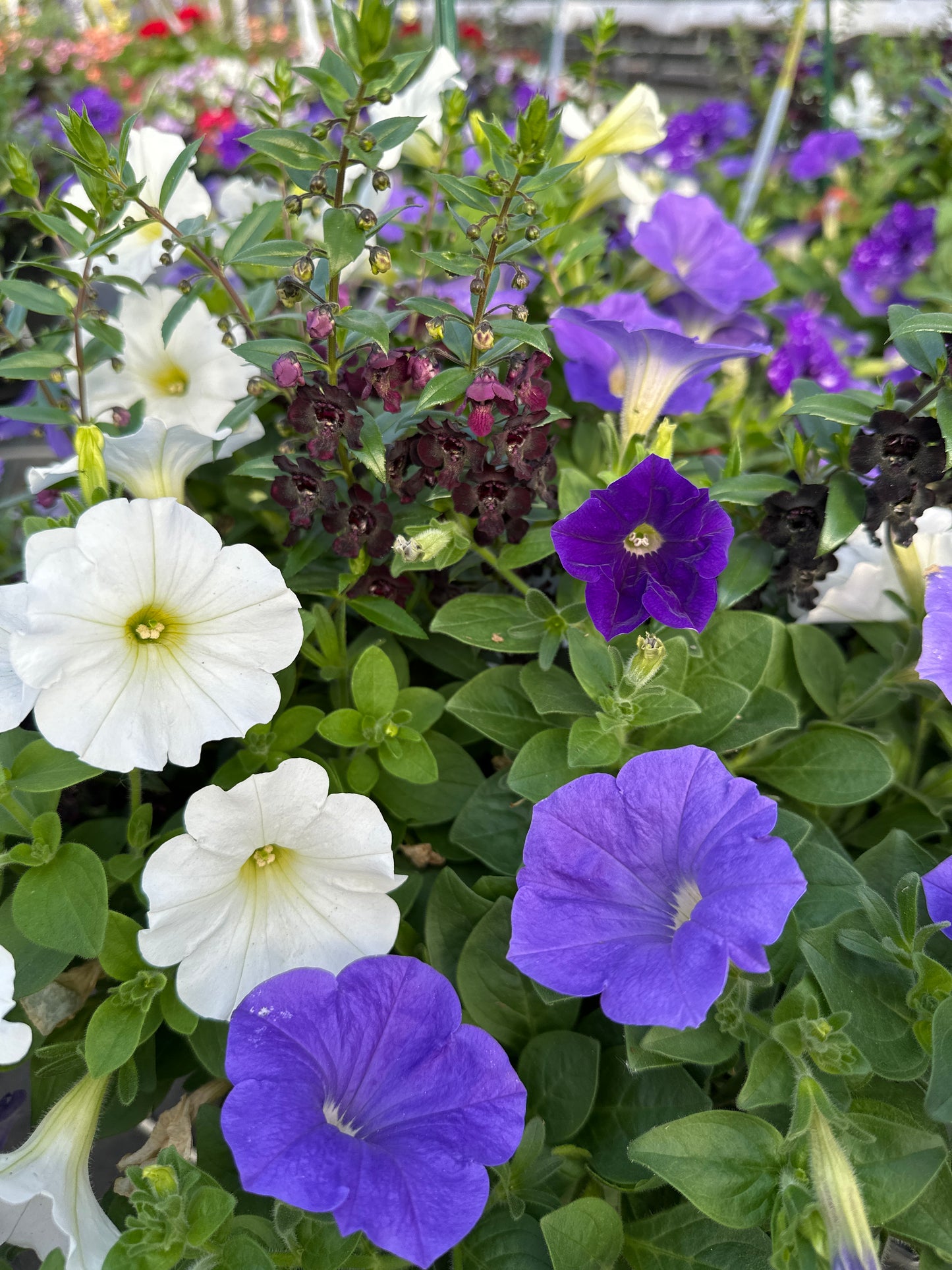 COMBO #86 - 12'' POT