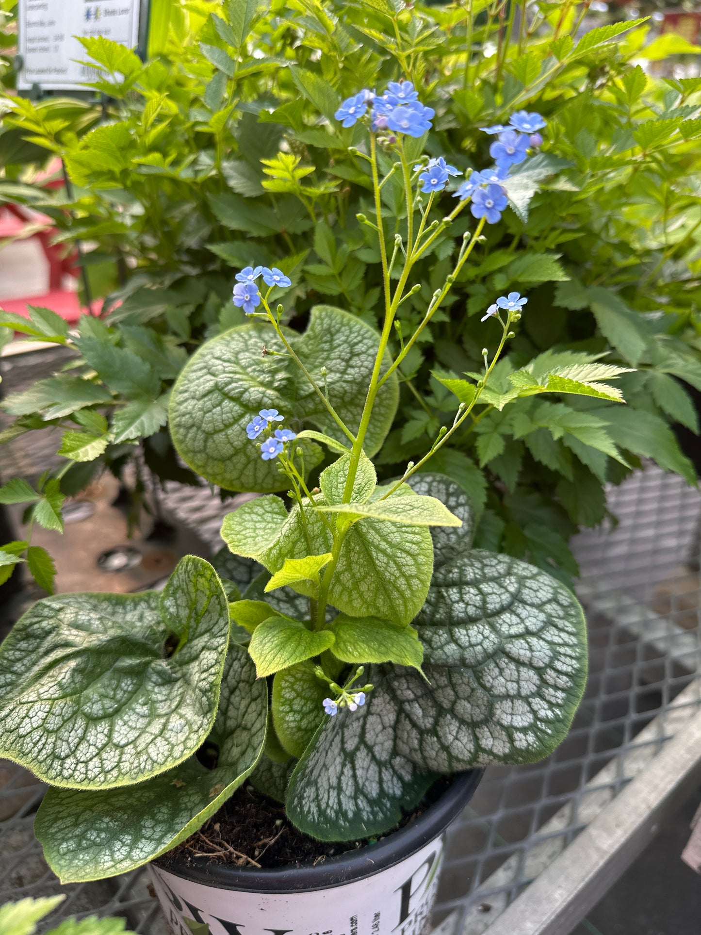 Brunnera macrophylla 'Queen of Hearts' PW