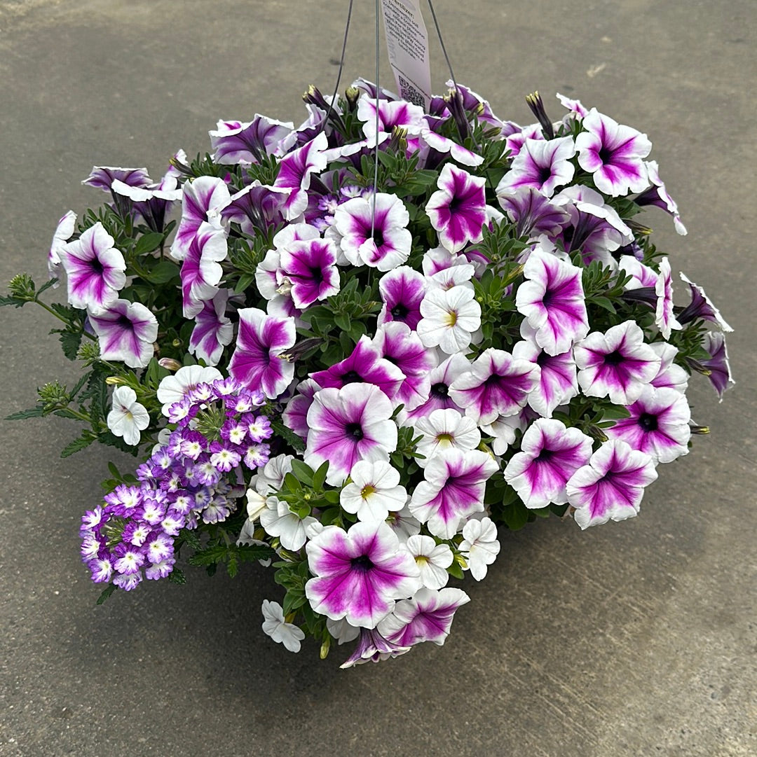 COMBO WALK IN THE CLOUDS - 10" HANGING BASKET