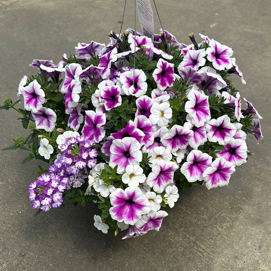 COMBO WALK IN THE CLOUDS - 10" HANGING BASKET