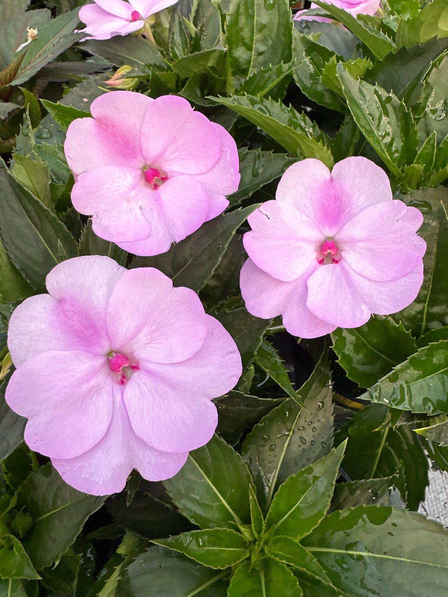 SUNPATIENS COMPACT ORCHID - 4" POT