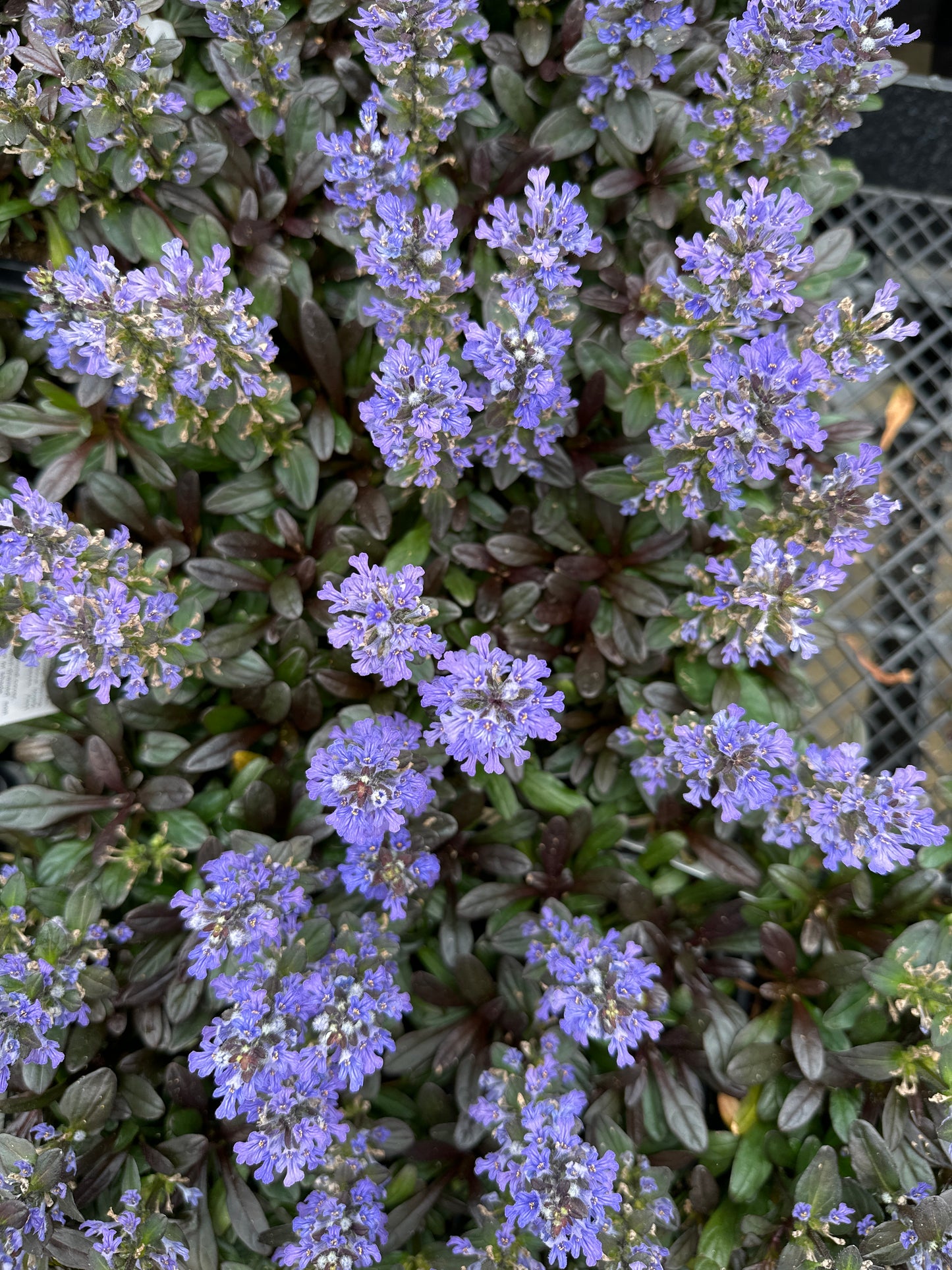 AJUGA CHOCOLATE CHIP BUGLE FLOWER - QUART POT
