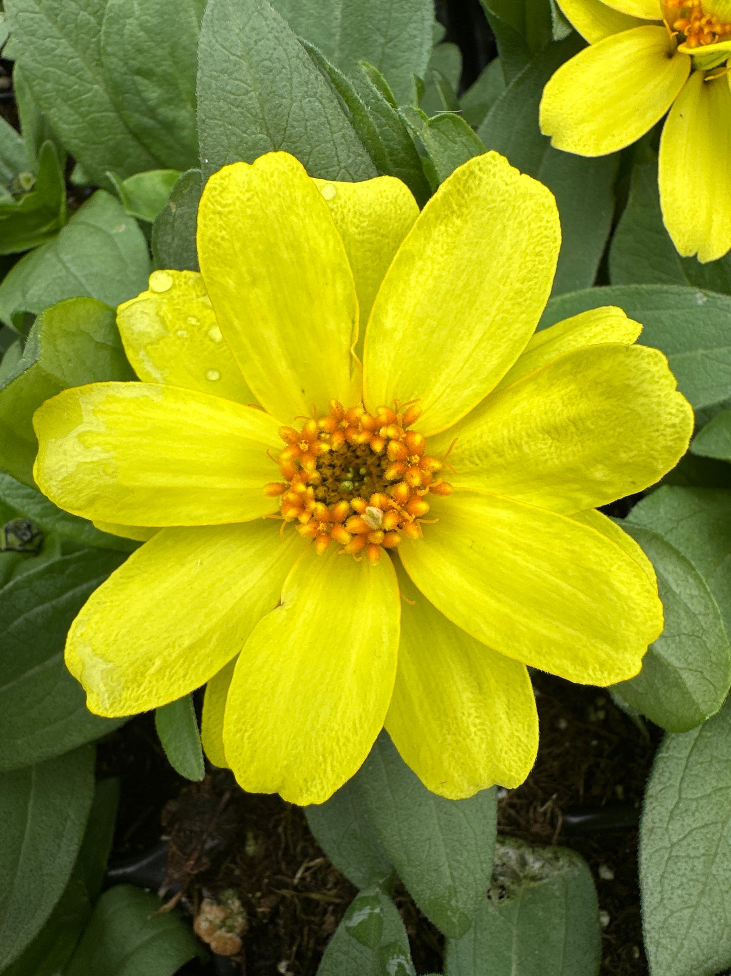 ZINNIA PROFUSION DOUBLE YELLOW - JUMBO 6 PACK