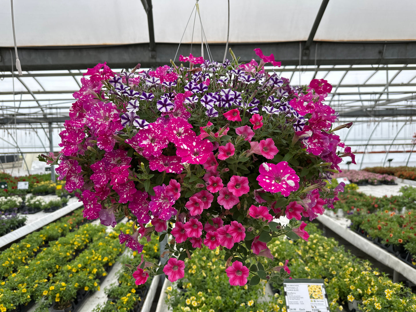 BASKET #91 - 12" HANGING BASKET