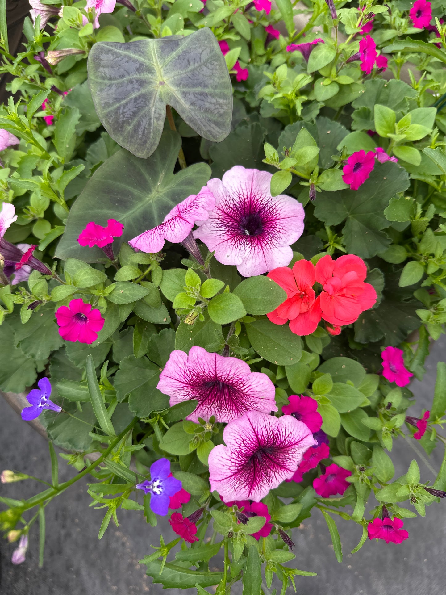 COMBO #13 - 16" POT