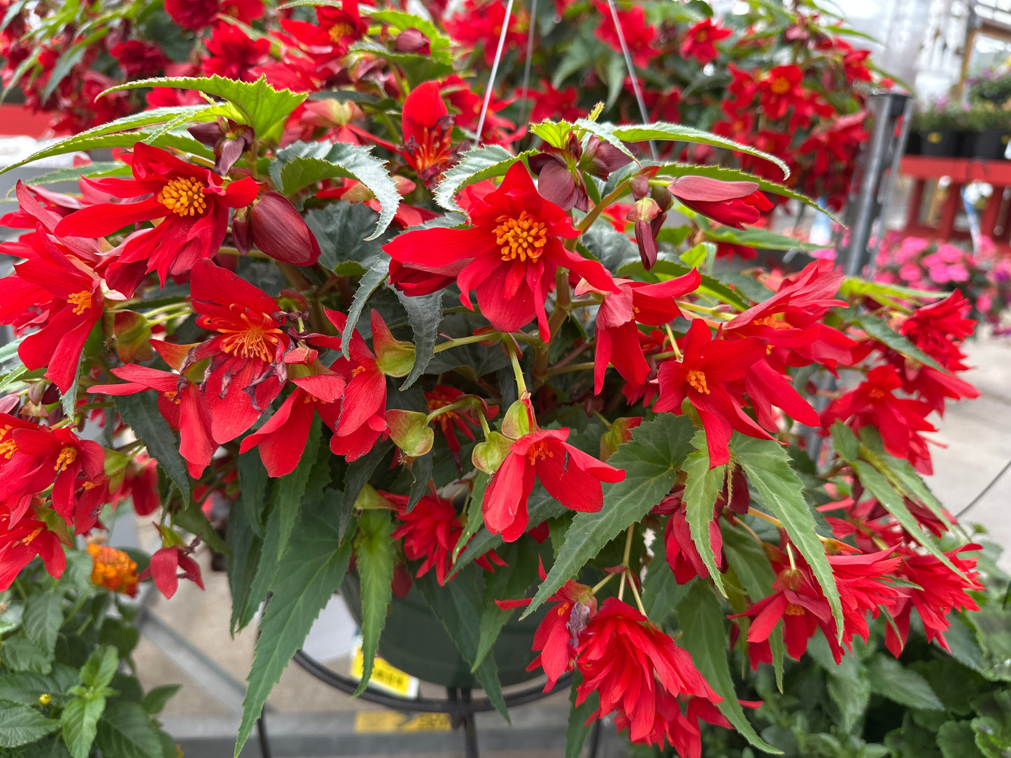 BEGONIA FUNKY RED - 10'' HANGING BASKET
