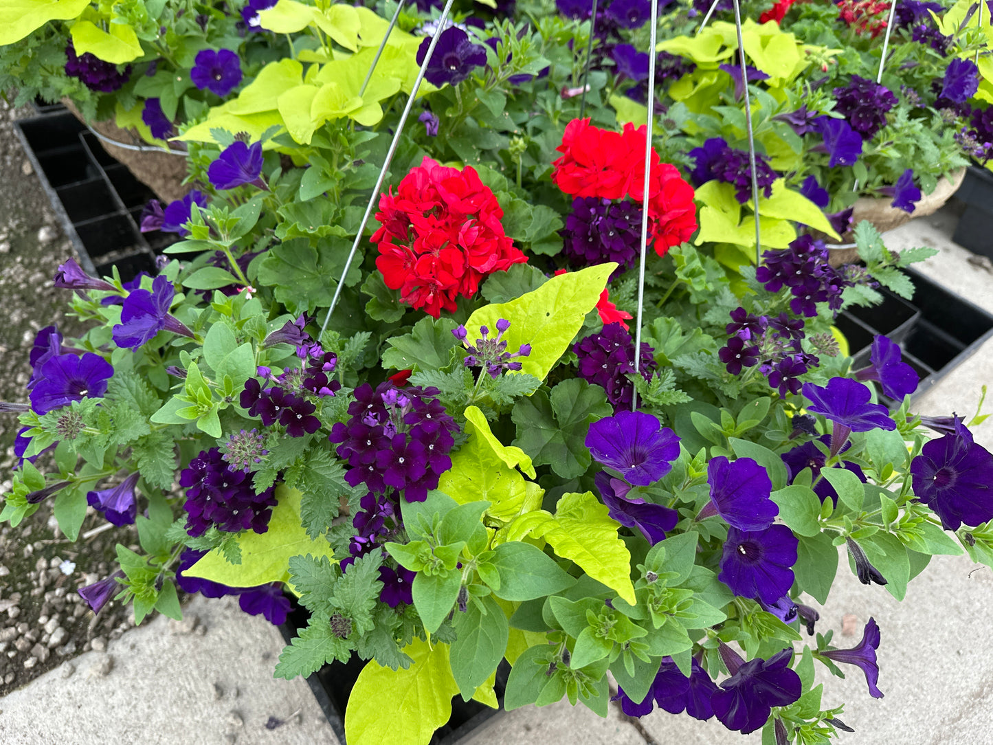 BASKET #9 - 16'' HANGING BASKET