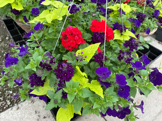 BASKET #9 - 16'' HANGING BASKET