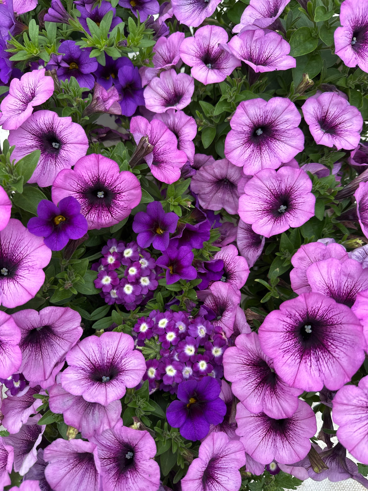 COMBO PURPLE CLEOPATRA - 6" POT