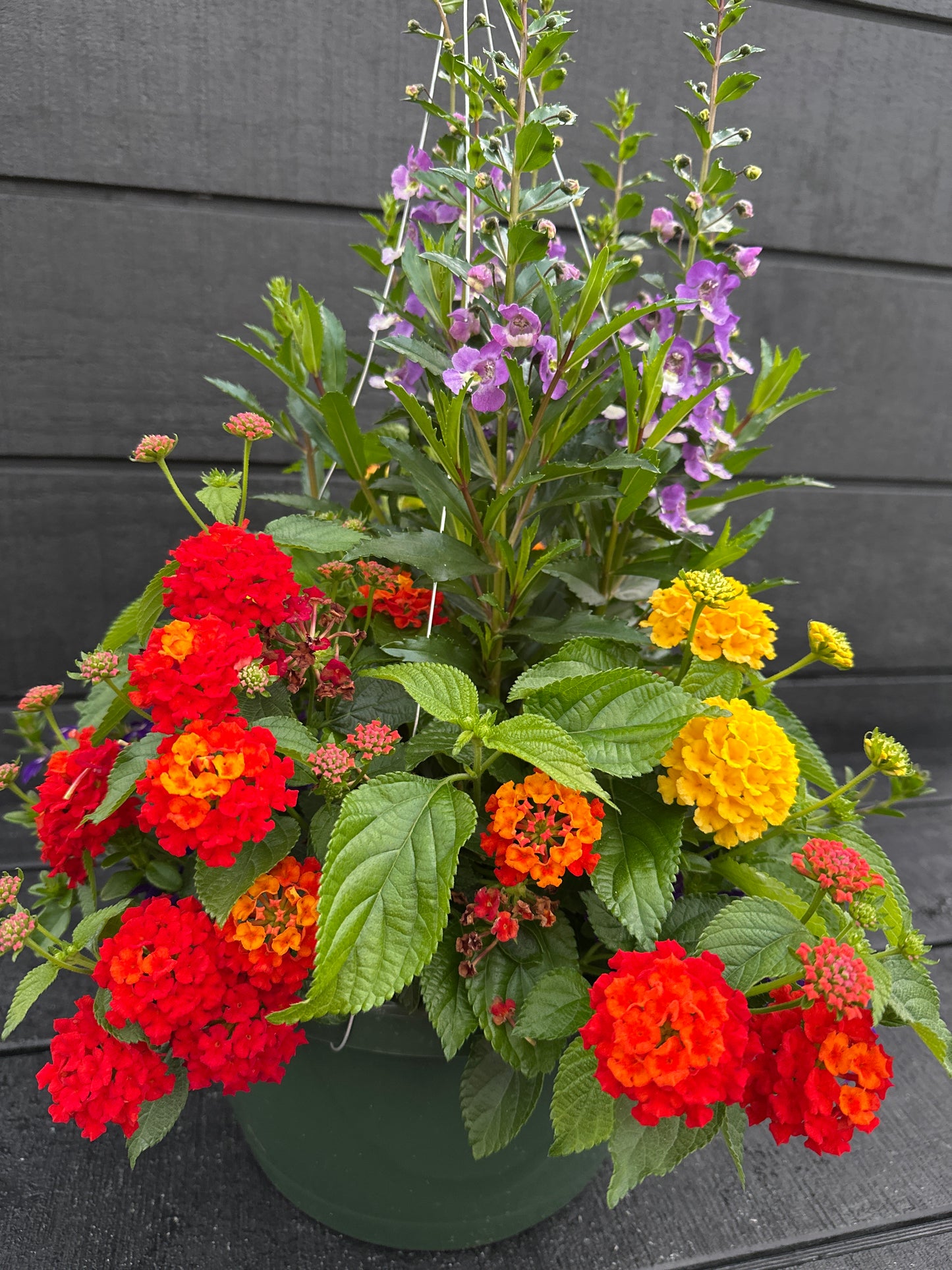 BASKET #85 - 12" HANGING BASKET