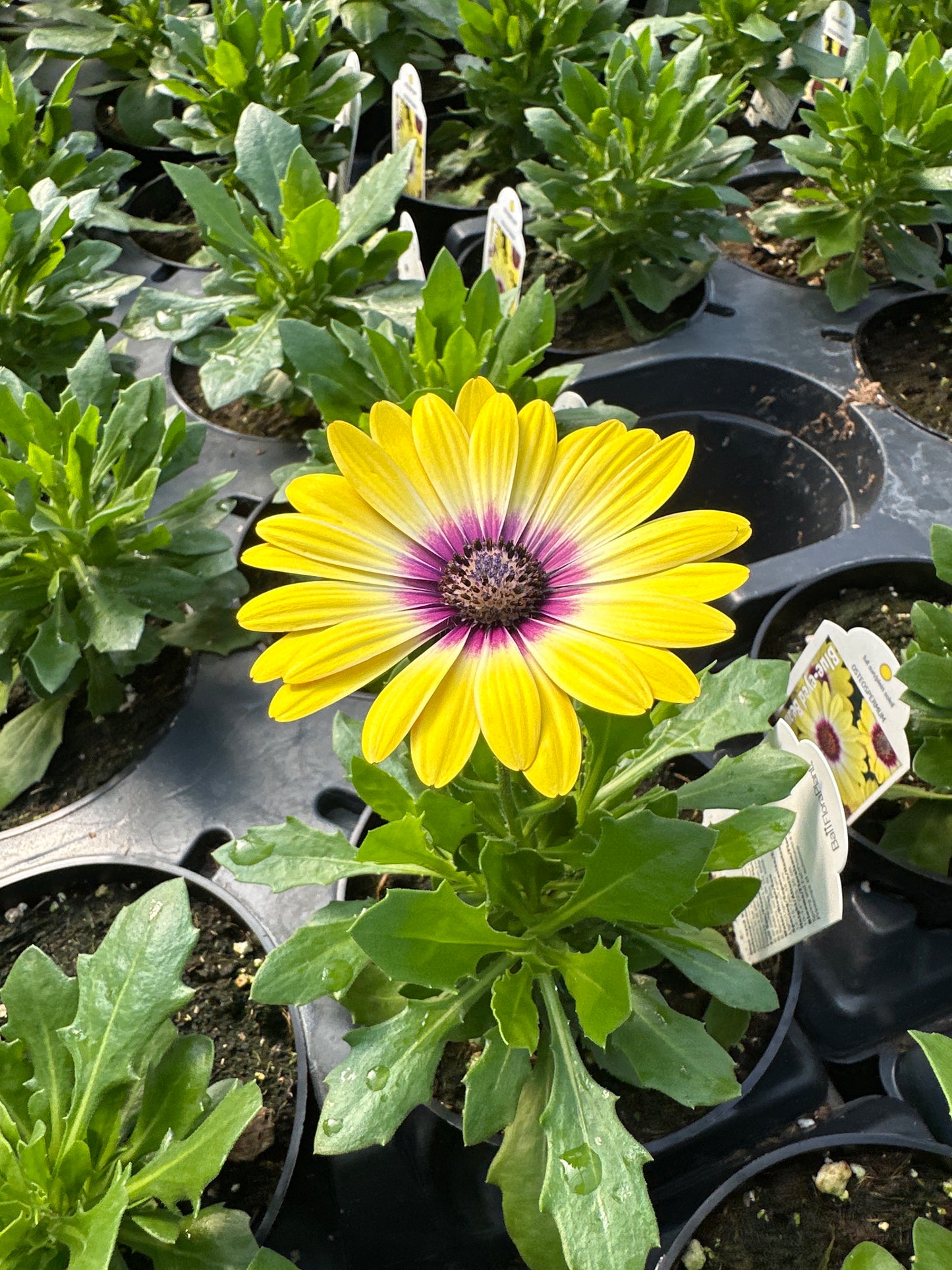 OSTEOSPERMUM BLUE EYED BEAUTY - 4'' POT