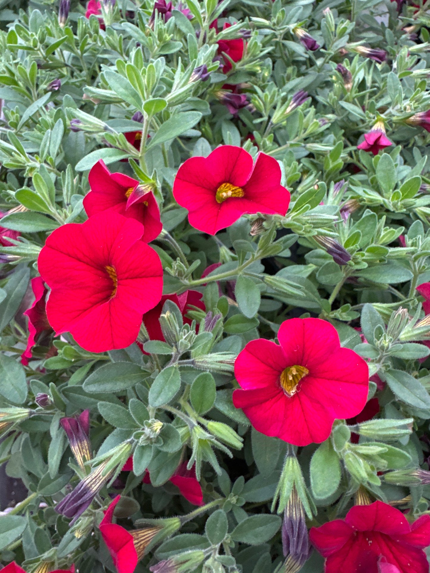 CALIBRACHOA CABARET BRIGHT RED - 4" POT
