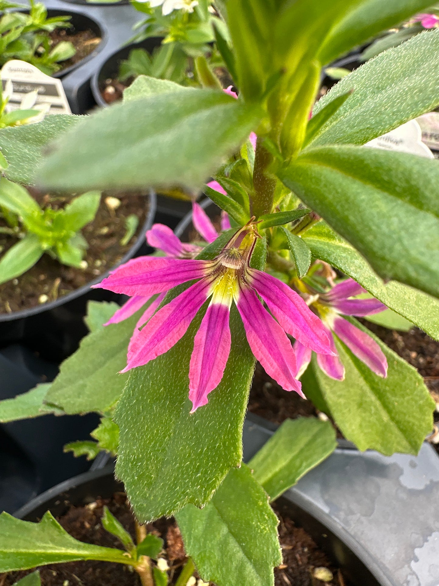 SCAEVOLA SURDIVA PINK FASHION - 4'' POT