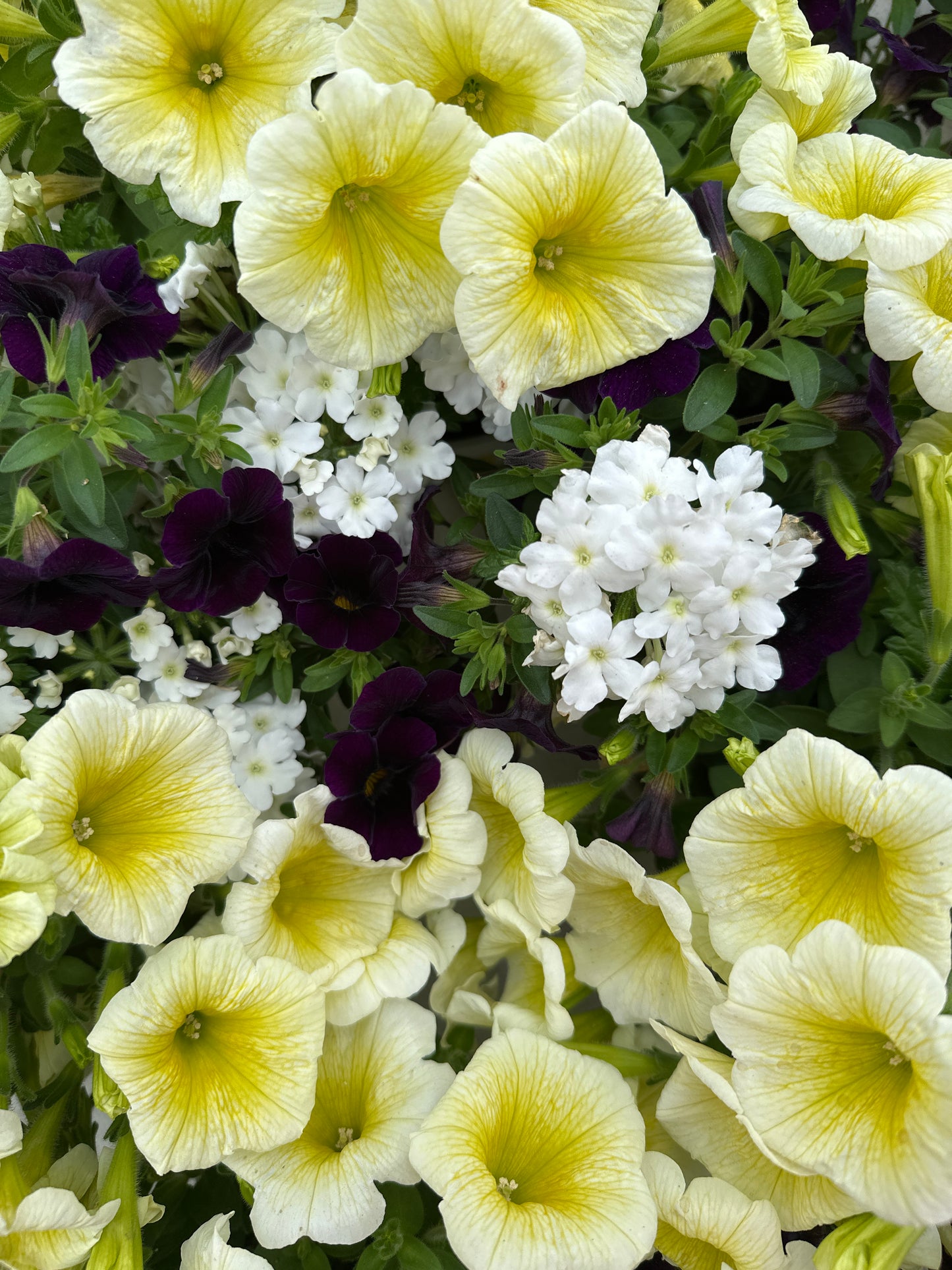 COMBO BLUE MACAW - 6" POT