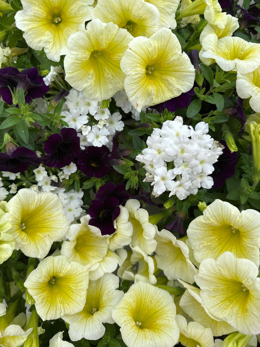 COMBO BLUE MACAW - 6" POT