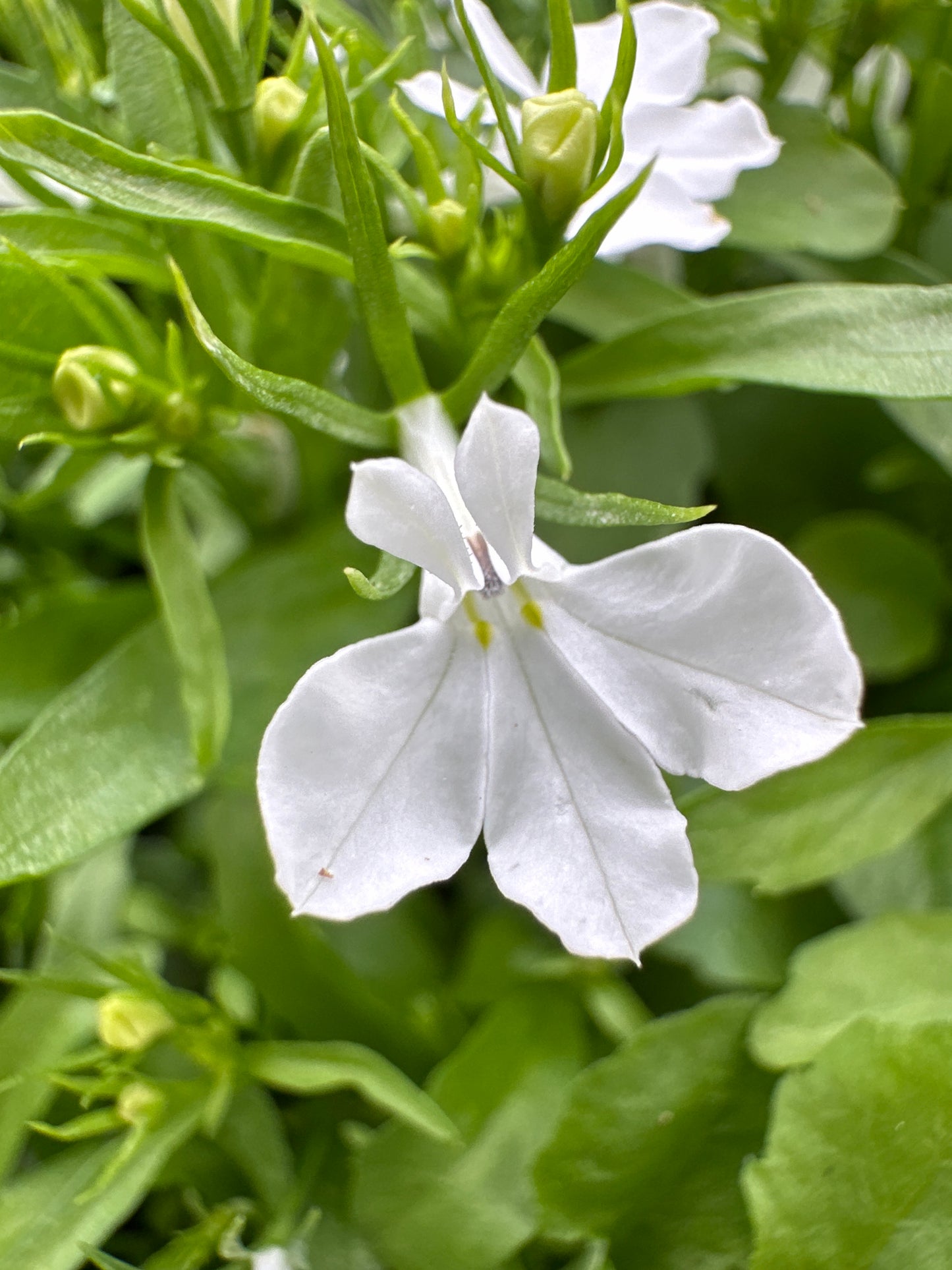 LOBELIA REGATTA WHITE - FLAT OF 48 PLANTS