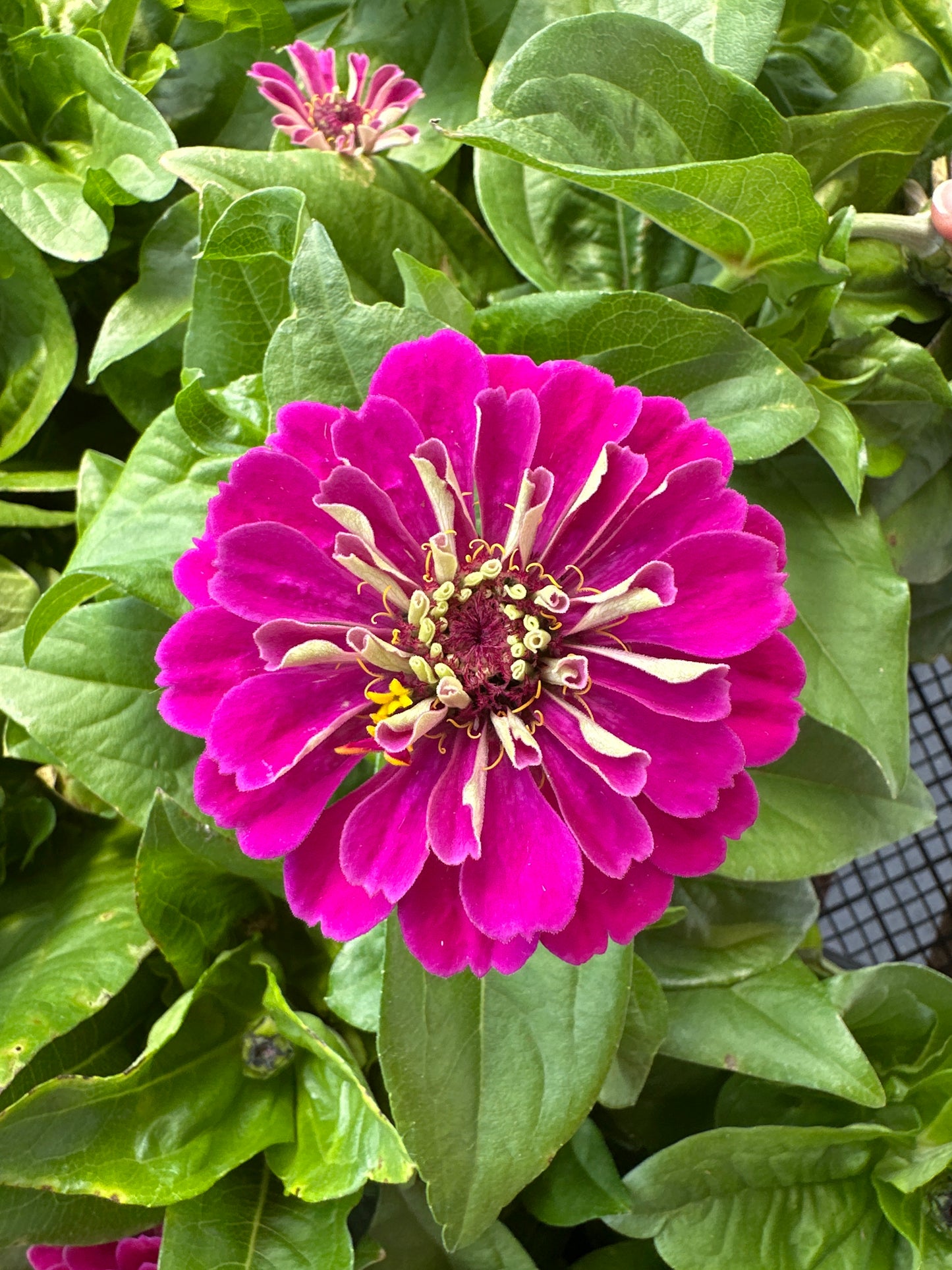 ZINNIA ZESTY PURPLE - JUMBO 6 PACK