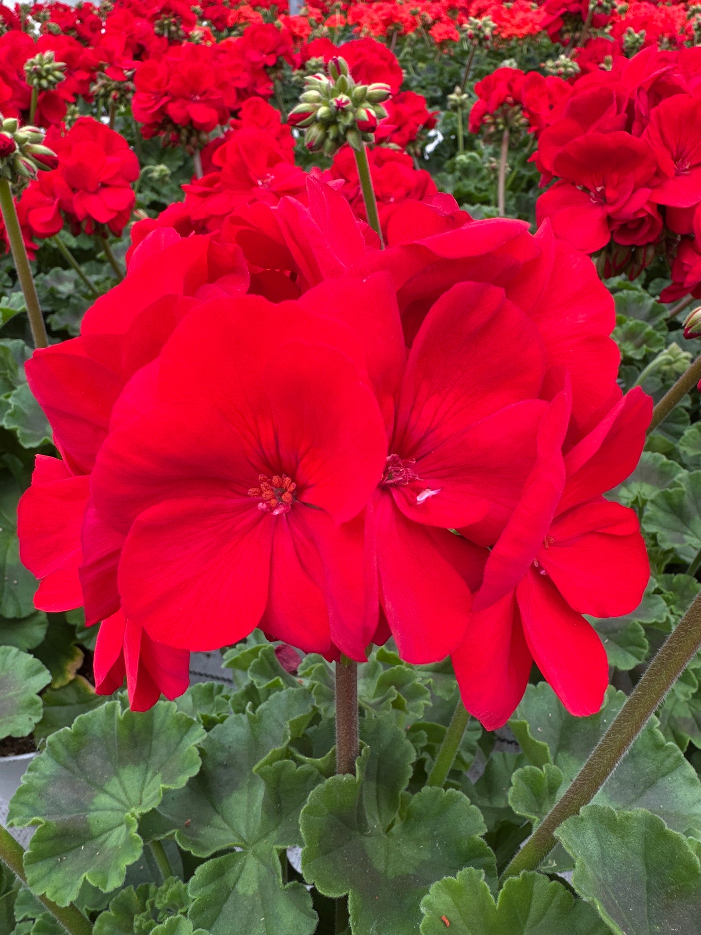 GERANIUM DYNAMO RED - 6" POT
