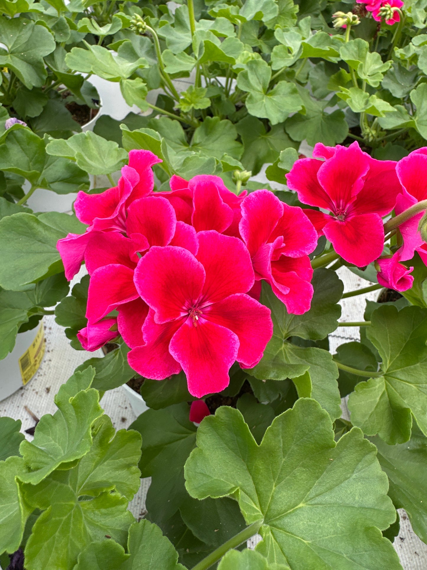 GERANIUM CALLIOPE CRIMSON FLAME - 6'' POT