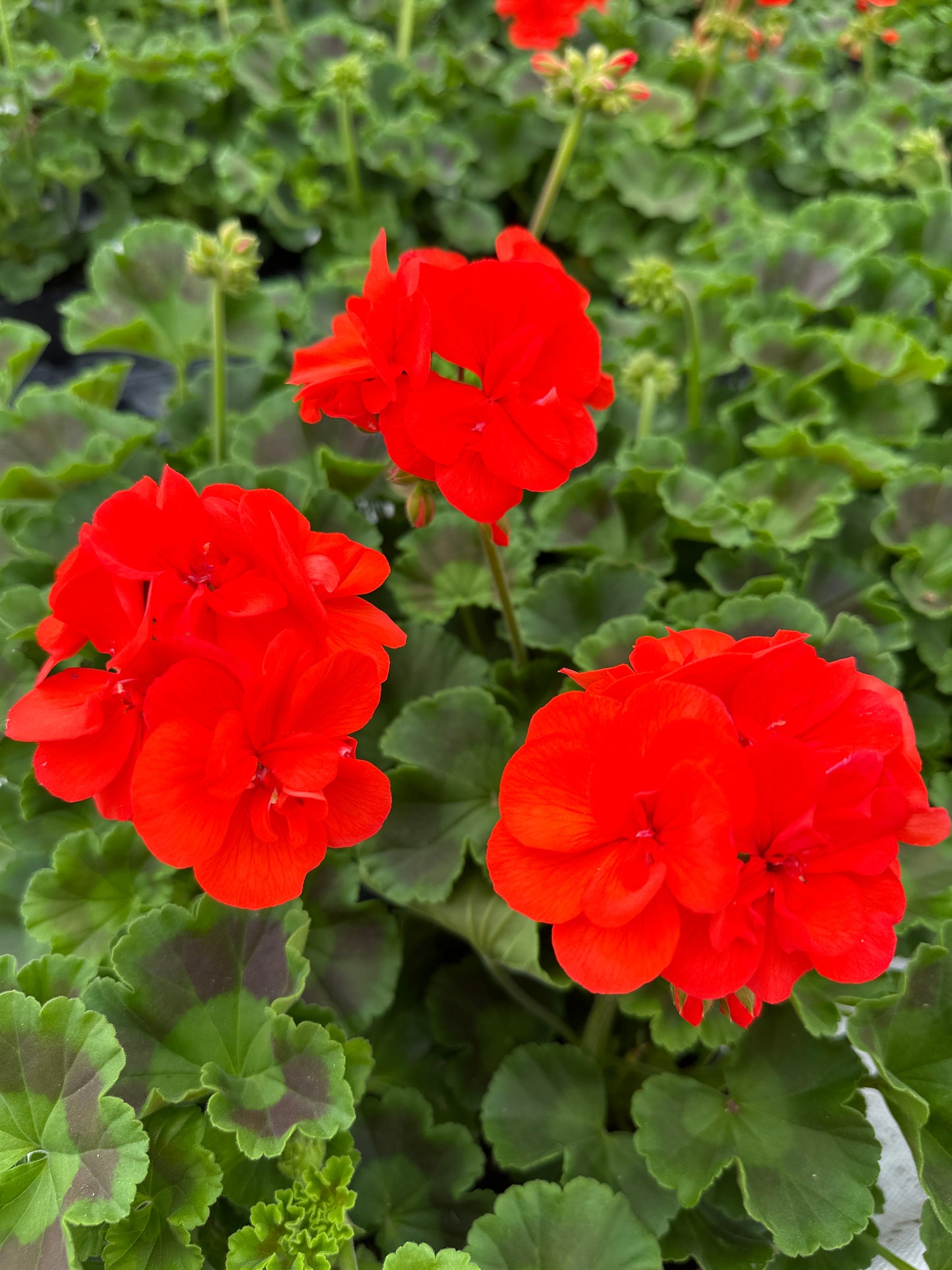 GERANIUM DYNAMO ORANGE - 4" POT