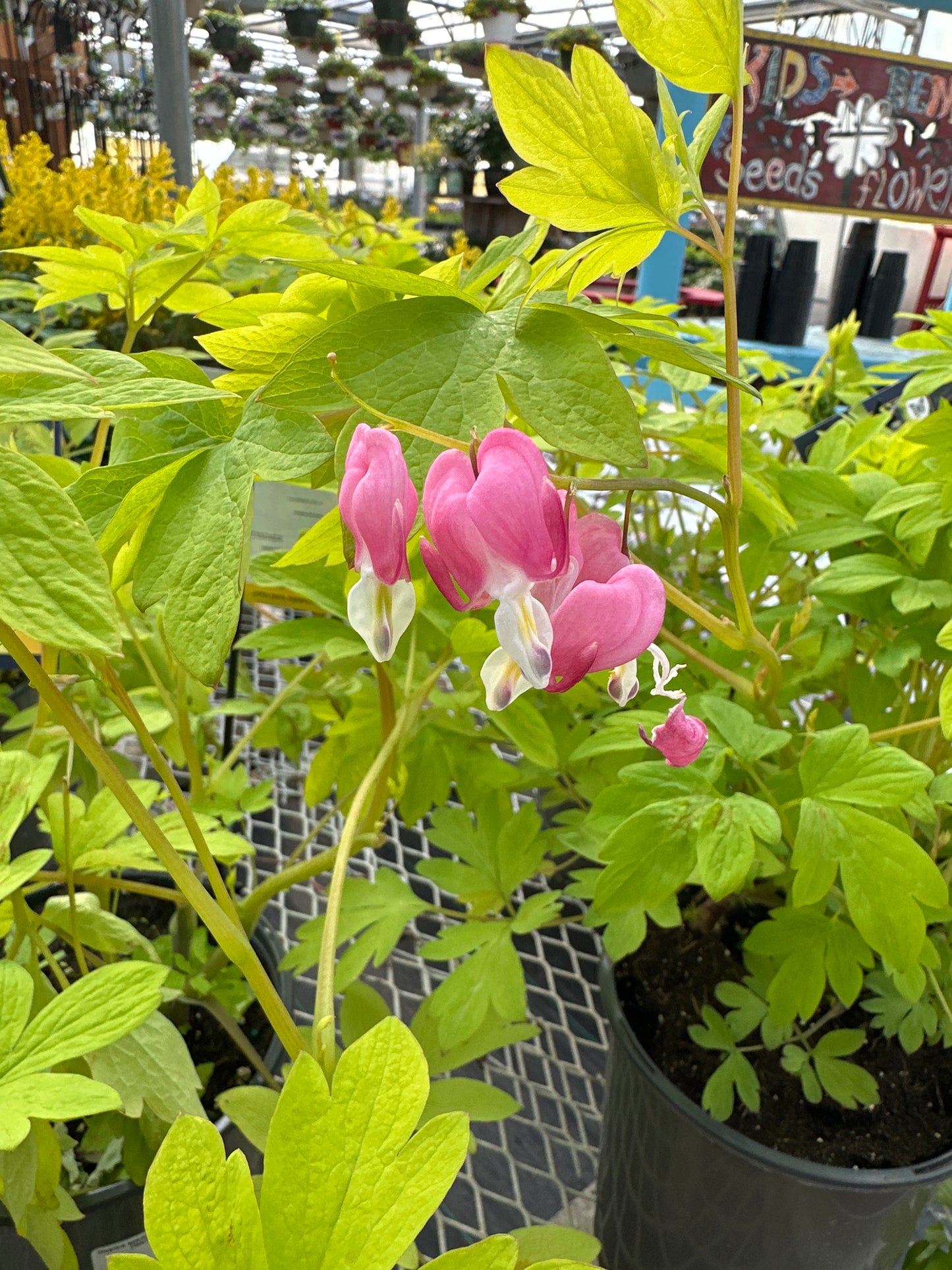 Dicentra spectabilis 'Gold Heart'
