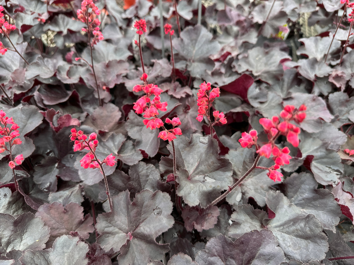HEUCHERA HYBRIDA BLACK FOREST CAKE - QUART POT