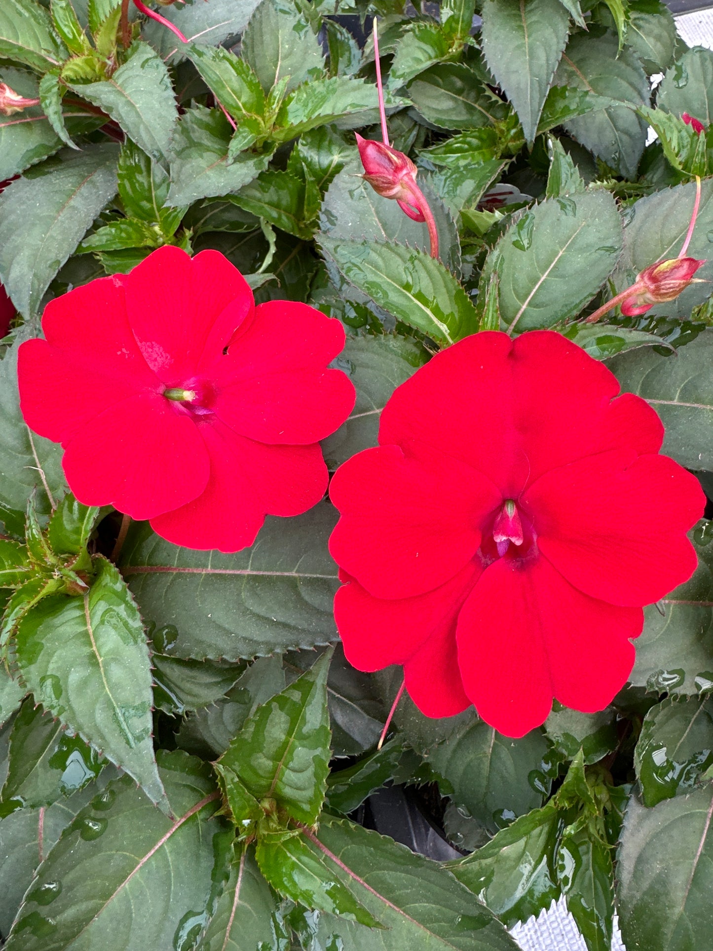 SUNPATIENS COMPACT RED - 4" POT