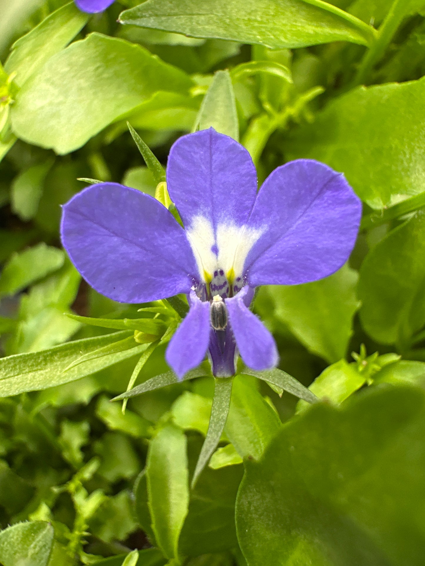 LOBELIA RIVIERA BLUE EYES - FLAT OF 48 PLANTS