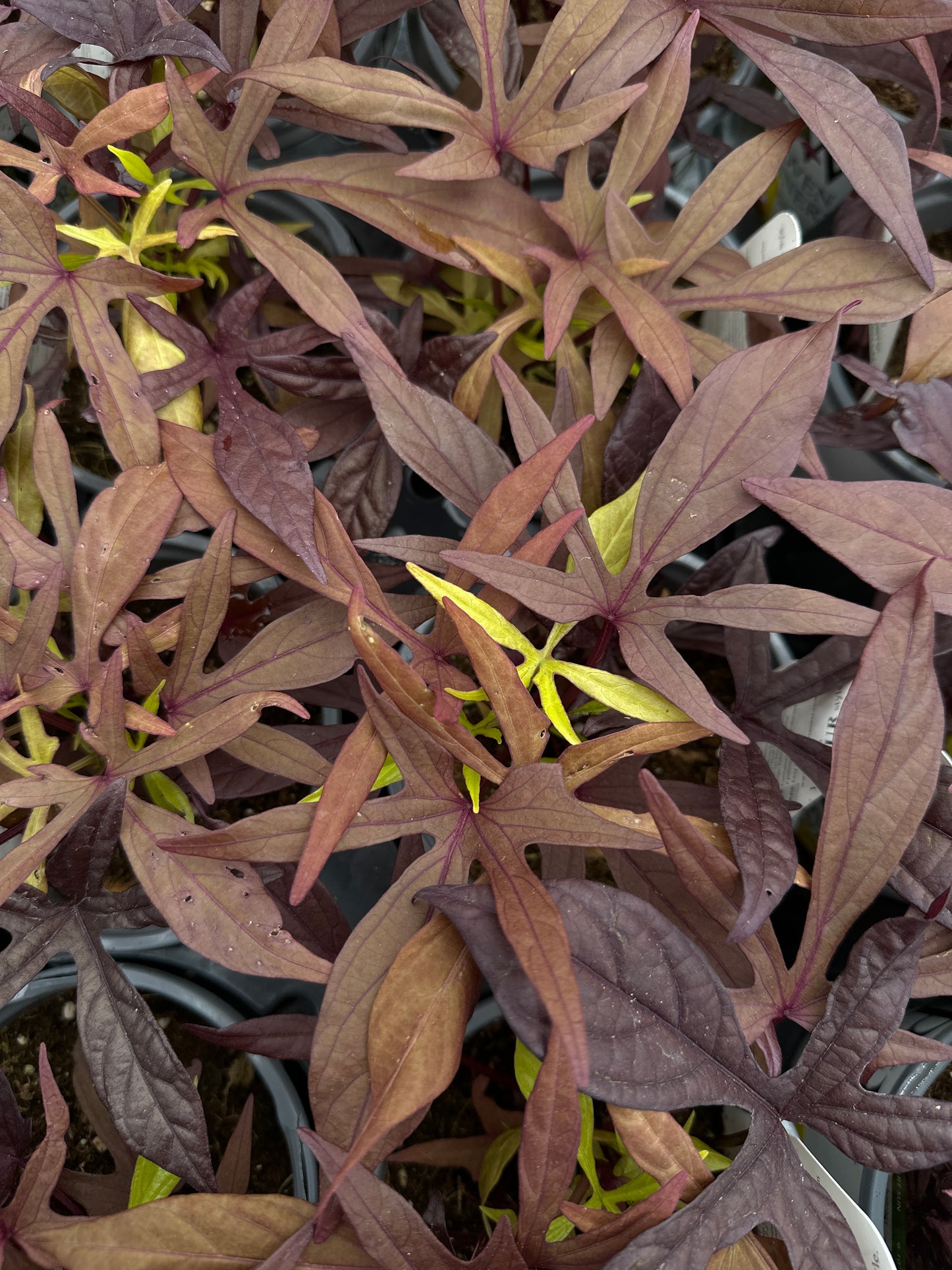 IPOMOEA SWEET POTATO ILLUSION PENNY LACE - QUART POT