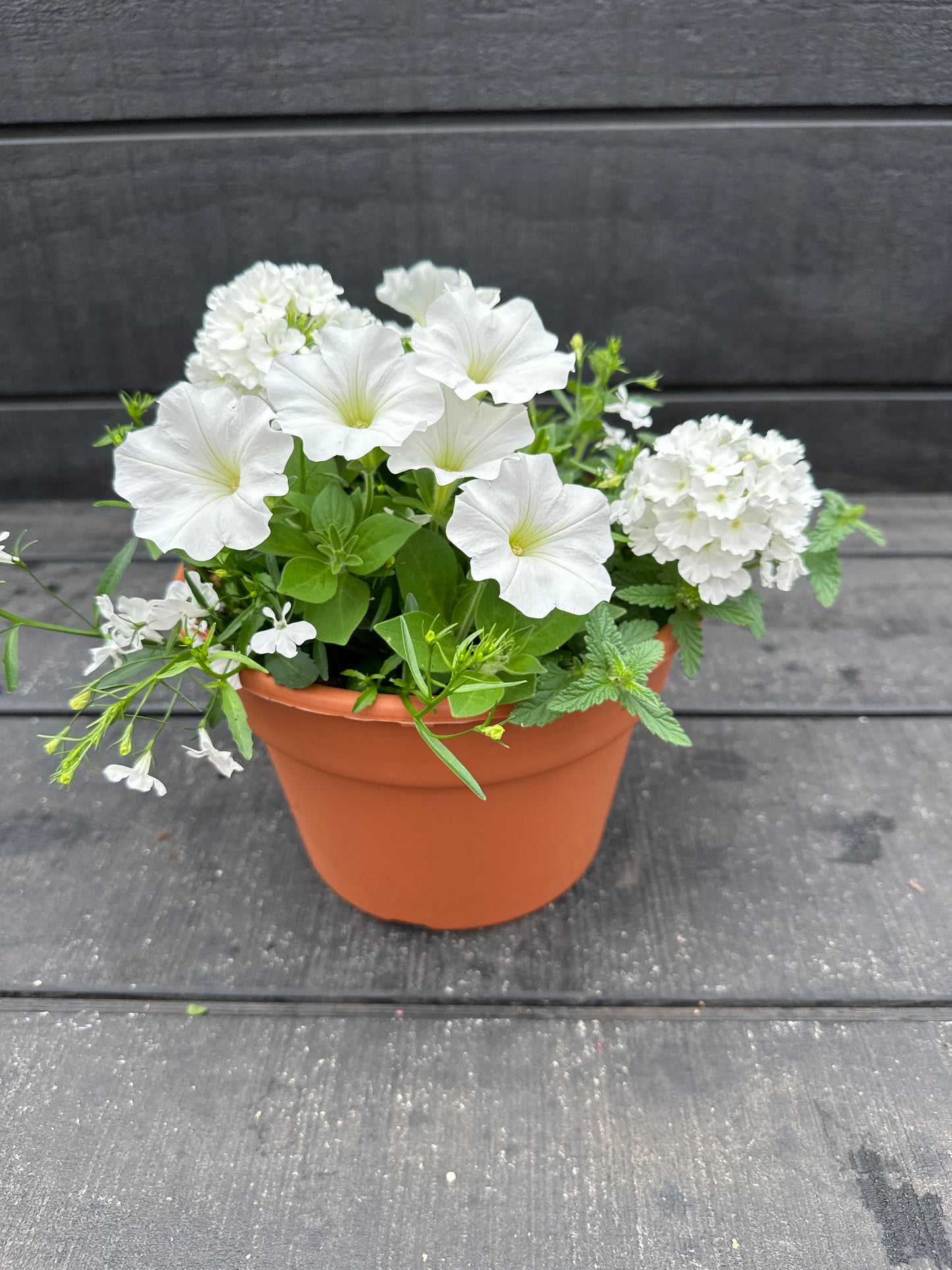 COMBO #37 - 8'' POT