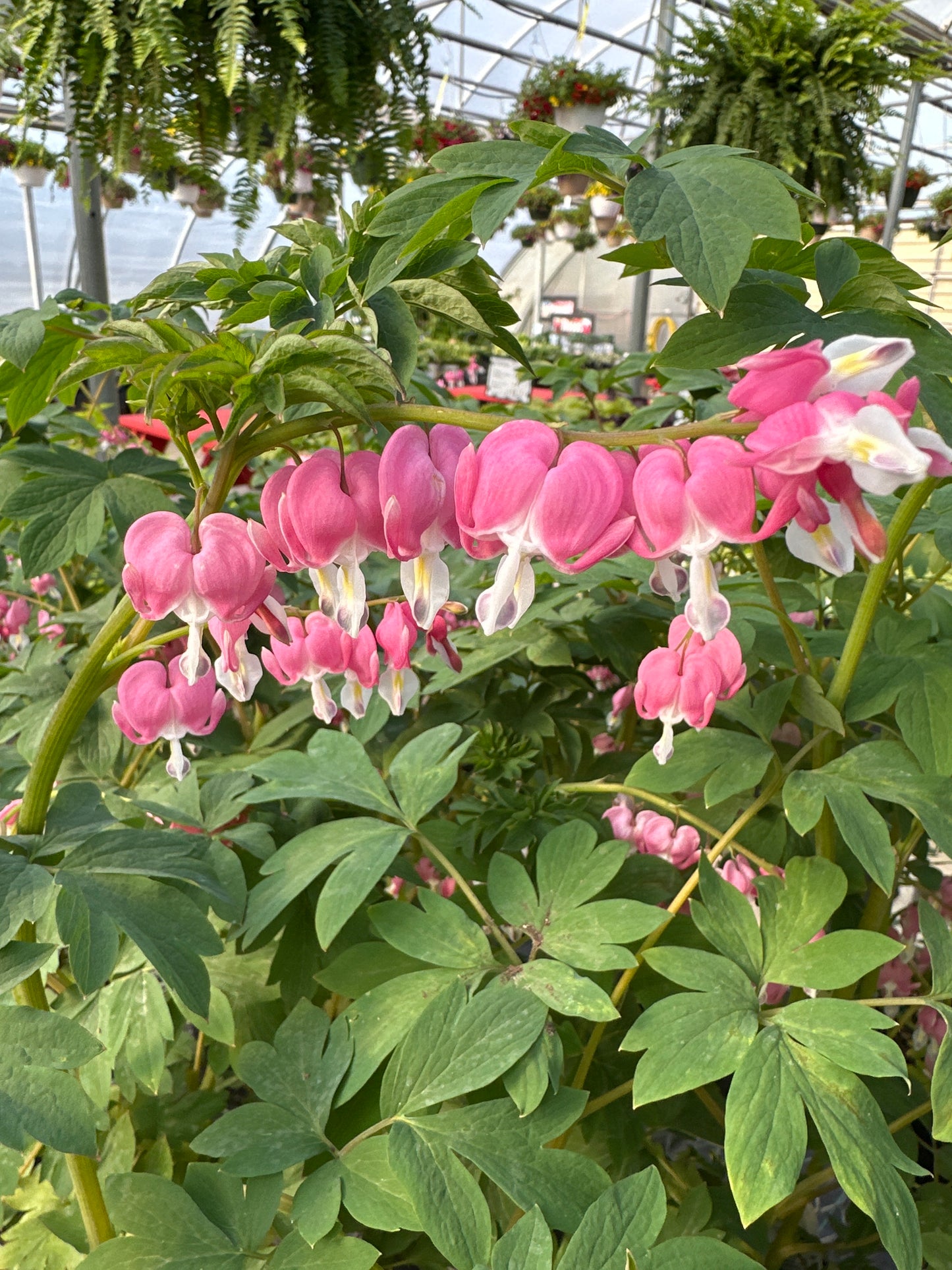Dicentra spectabilis