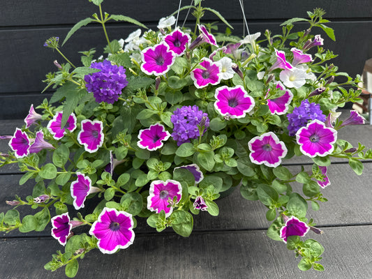 COMBO MOONLIT LAVENDER - 12" HANGING BASKET