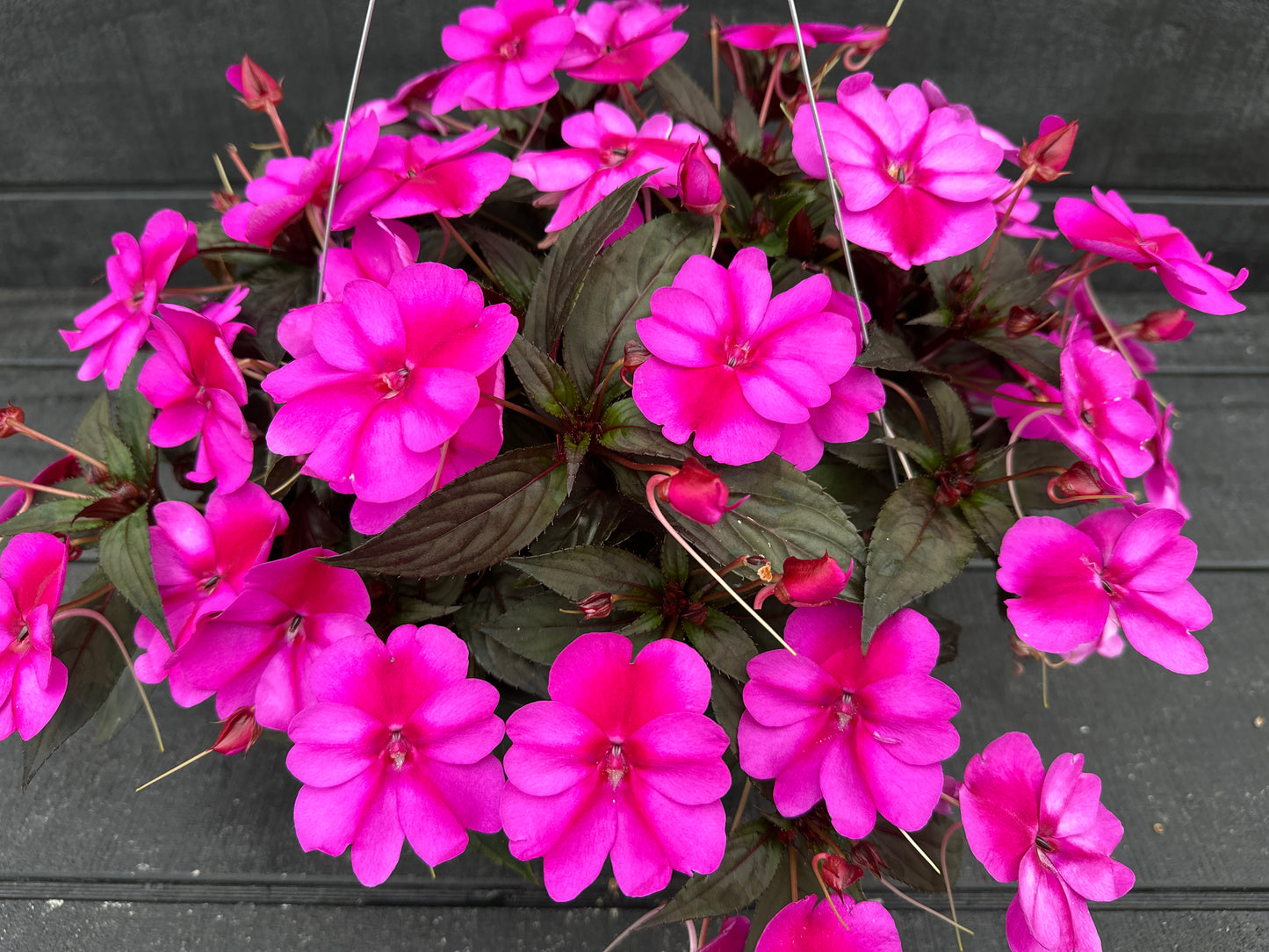 SUNPATIENS COMPACT PURPLE CANDY - 10" HANGING BASKET