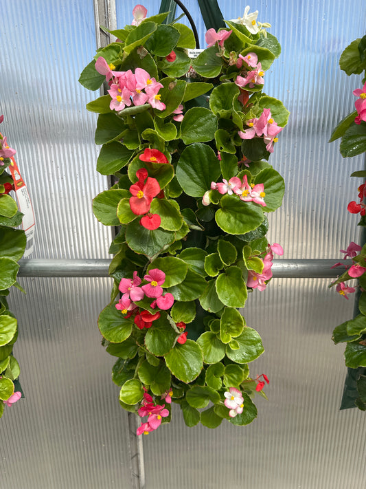 BEGONIA BADA BING MIX - FLOWER BAG