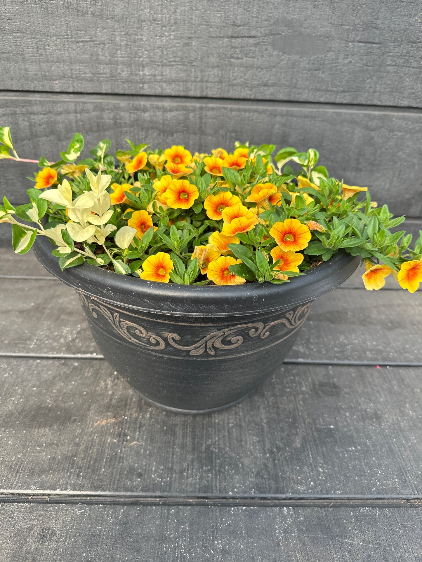 COMBO #10 - 12'' POT