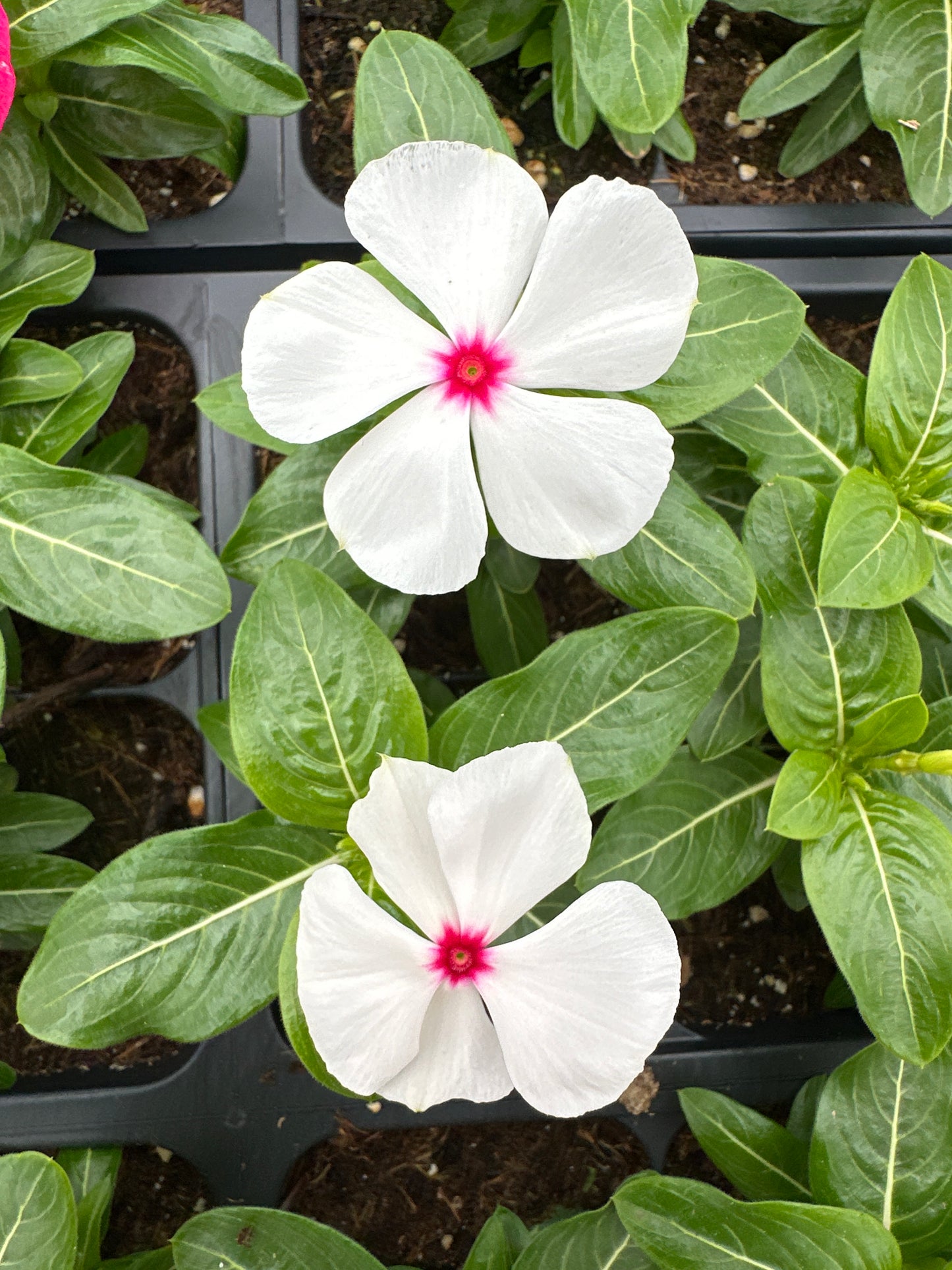 PERIWINKLE VINCA CORA CASCADE POLKA DOT - FLAT OF 32 PLANTS