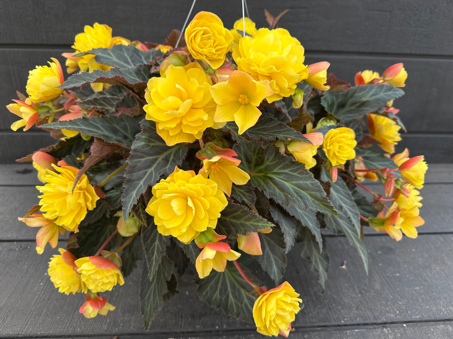 BEGONIA ICONIA PORTOFINO YELLOW - 10'' HANGING BASKET