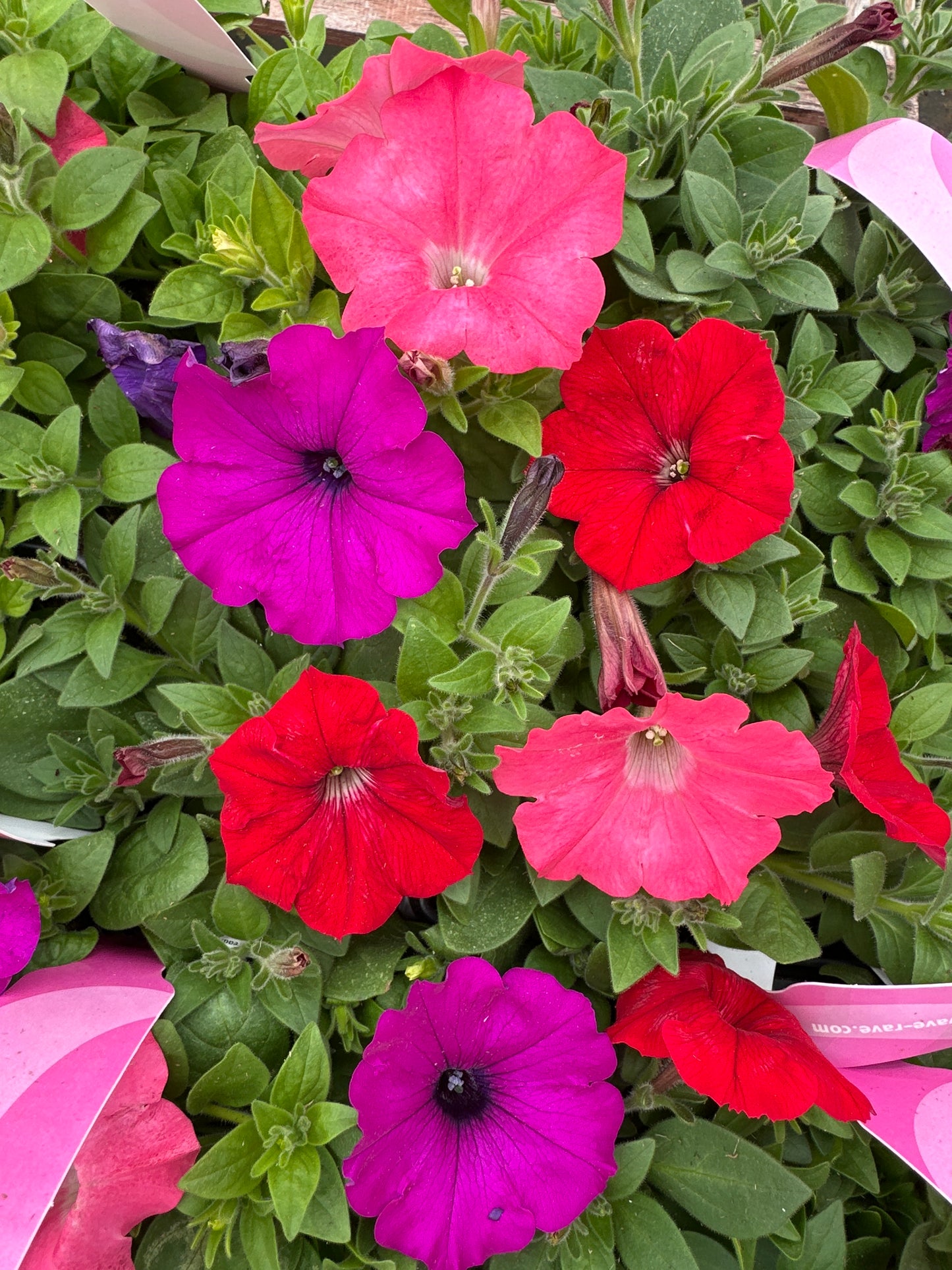 PETUNIA EASY WAVE SOUTH BEACH MIX - JUMBO 6 PACK