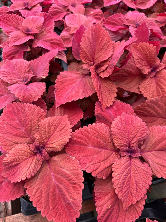 COLEUS REDHEAD - 4" POT