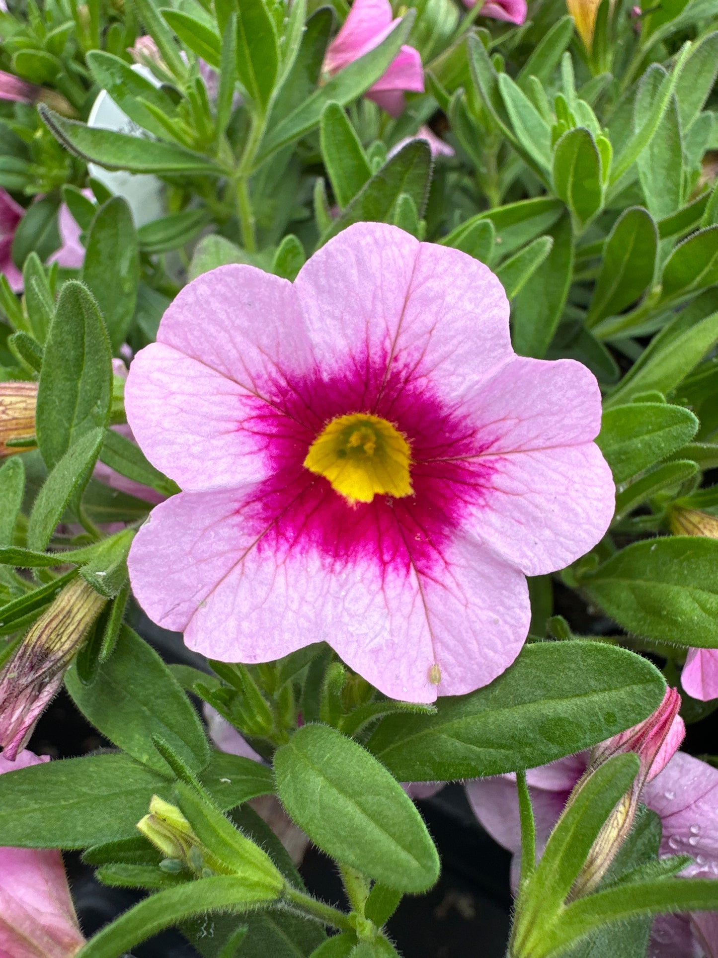 CALIBRACHOA CABARET STRAWBERRY PARFAIT - 4'' POT