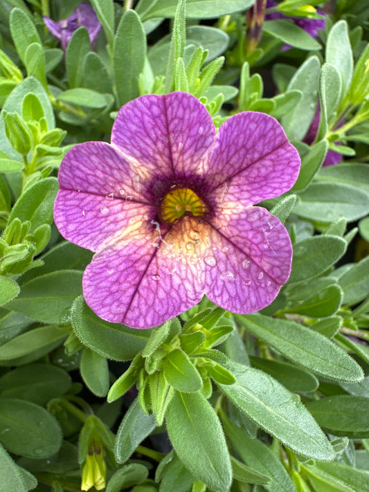 CALIBRACHOA CHAMELEON BLUEBERRY SCONE - 4" POT