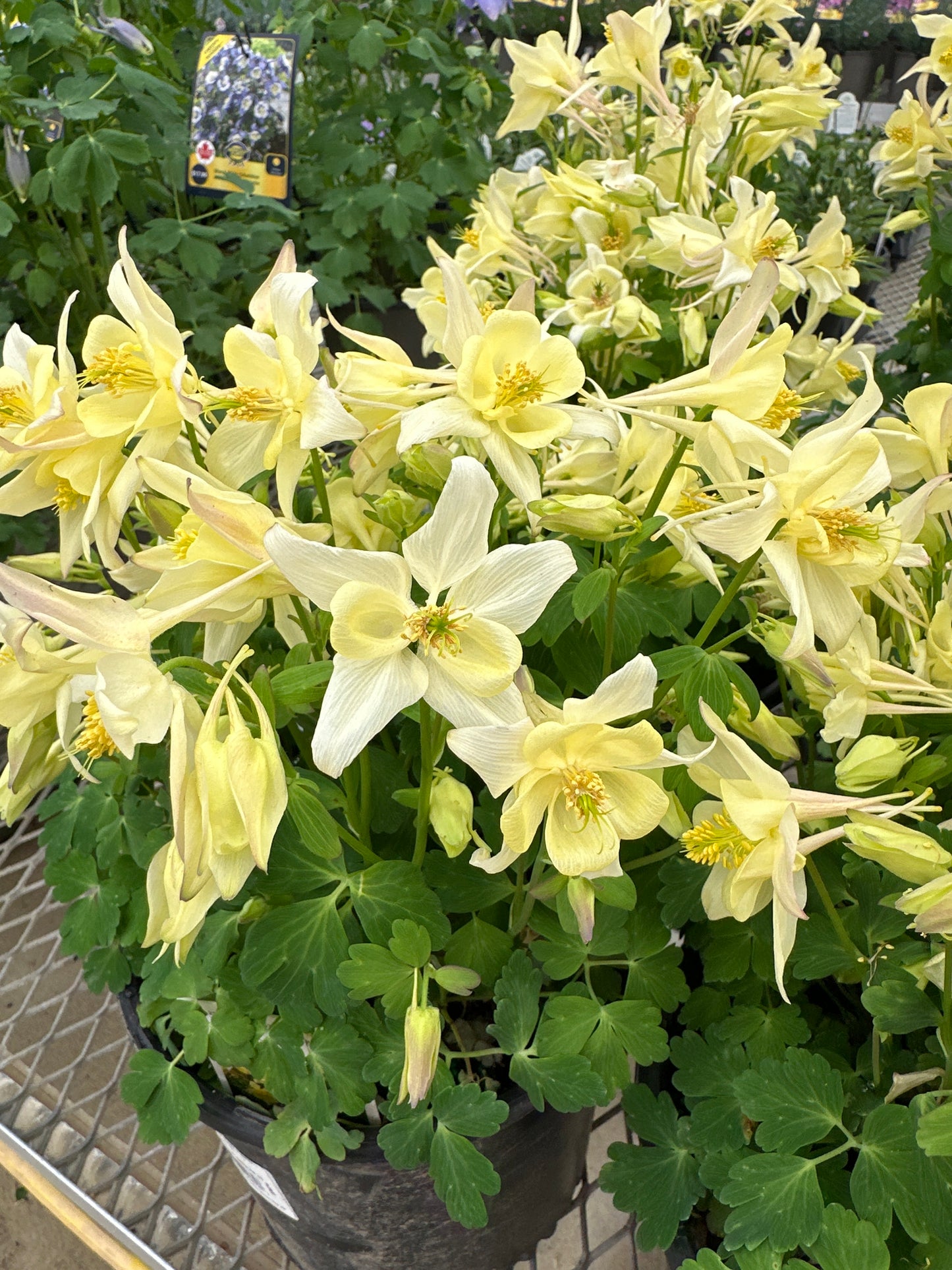 AQUILEGIA EARLYBIRD YELLOW