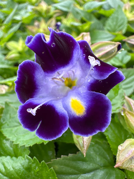 TORENIA HI-LITE DEEP BLUE - FLAT OF 48 PLANTS