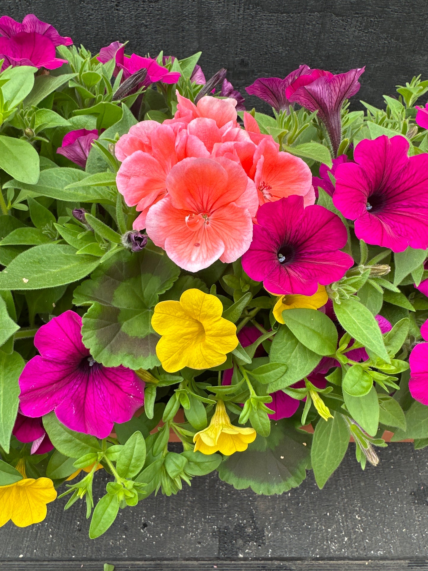 COMBO #1 - 24'' WINDOW BOX