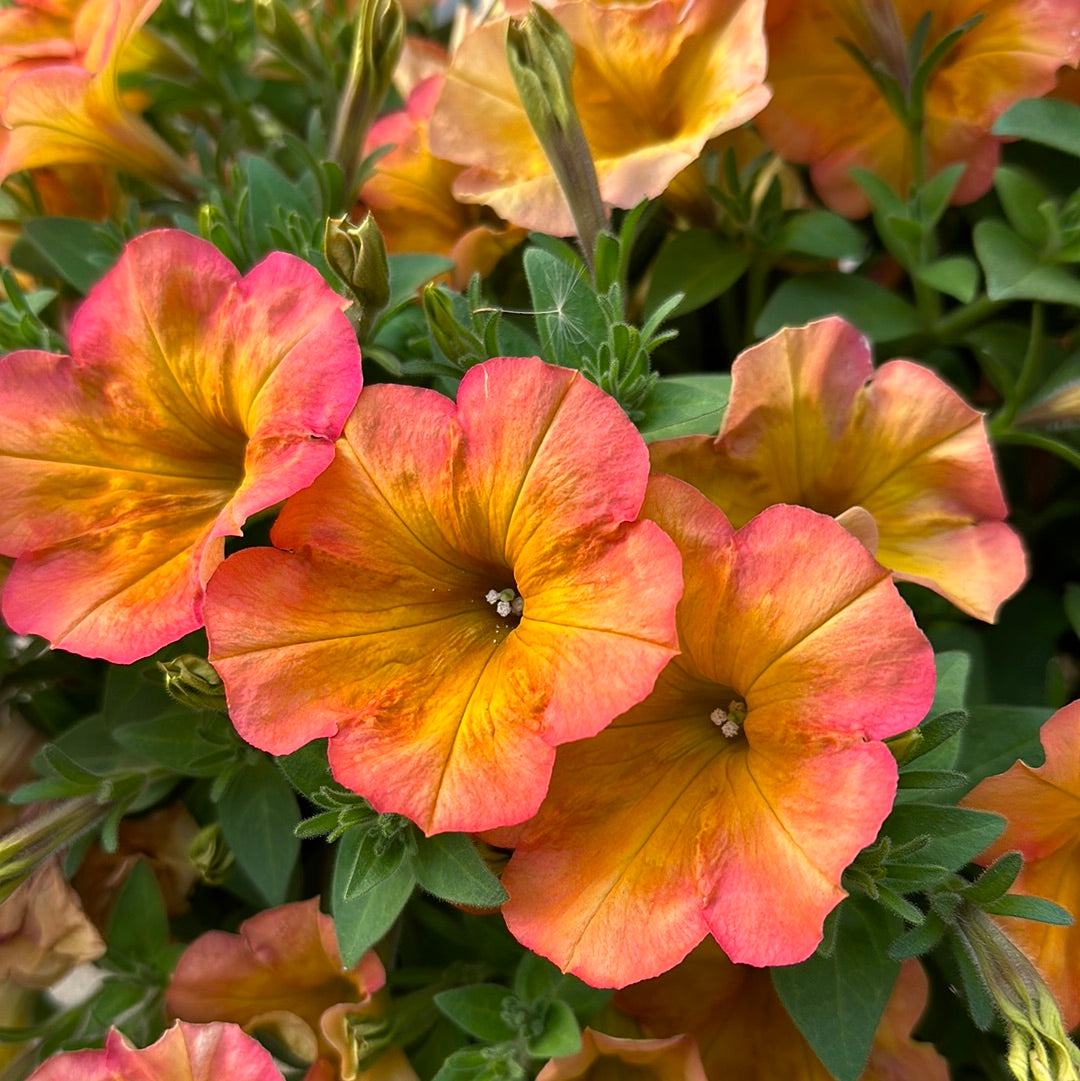 PETUNIA CRAZYTUNIA TERRA COTTA - 10'' HANGING BASKET