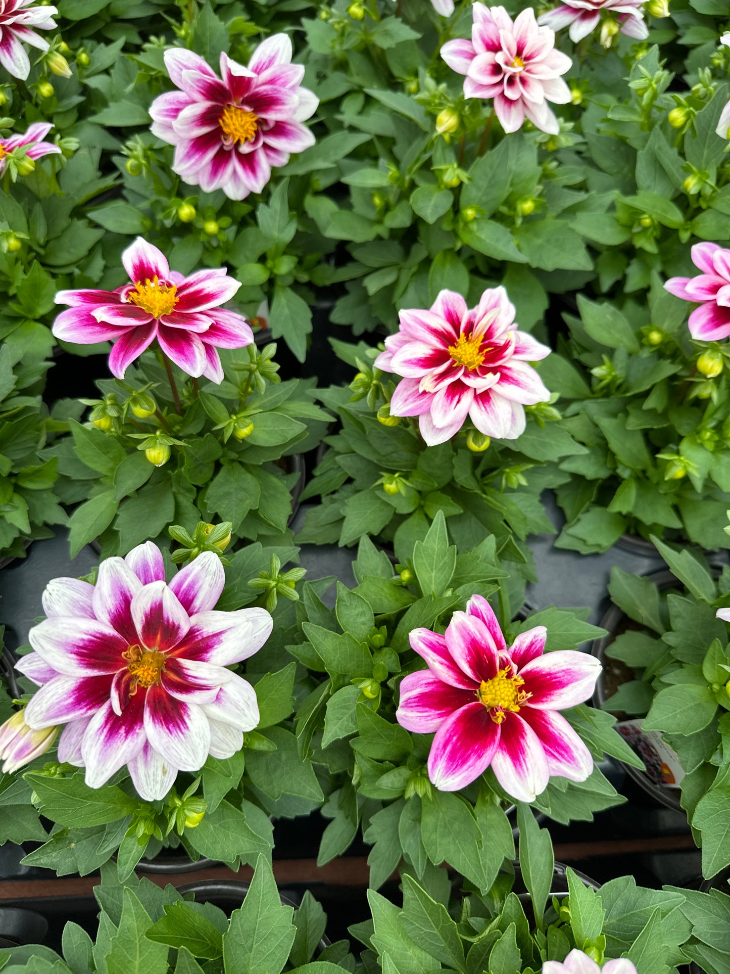 DAHLIA DAHLINOVA FLORIDA - QUART POT