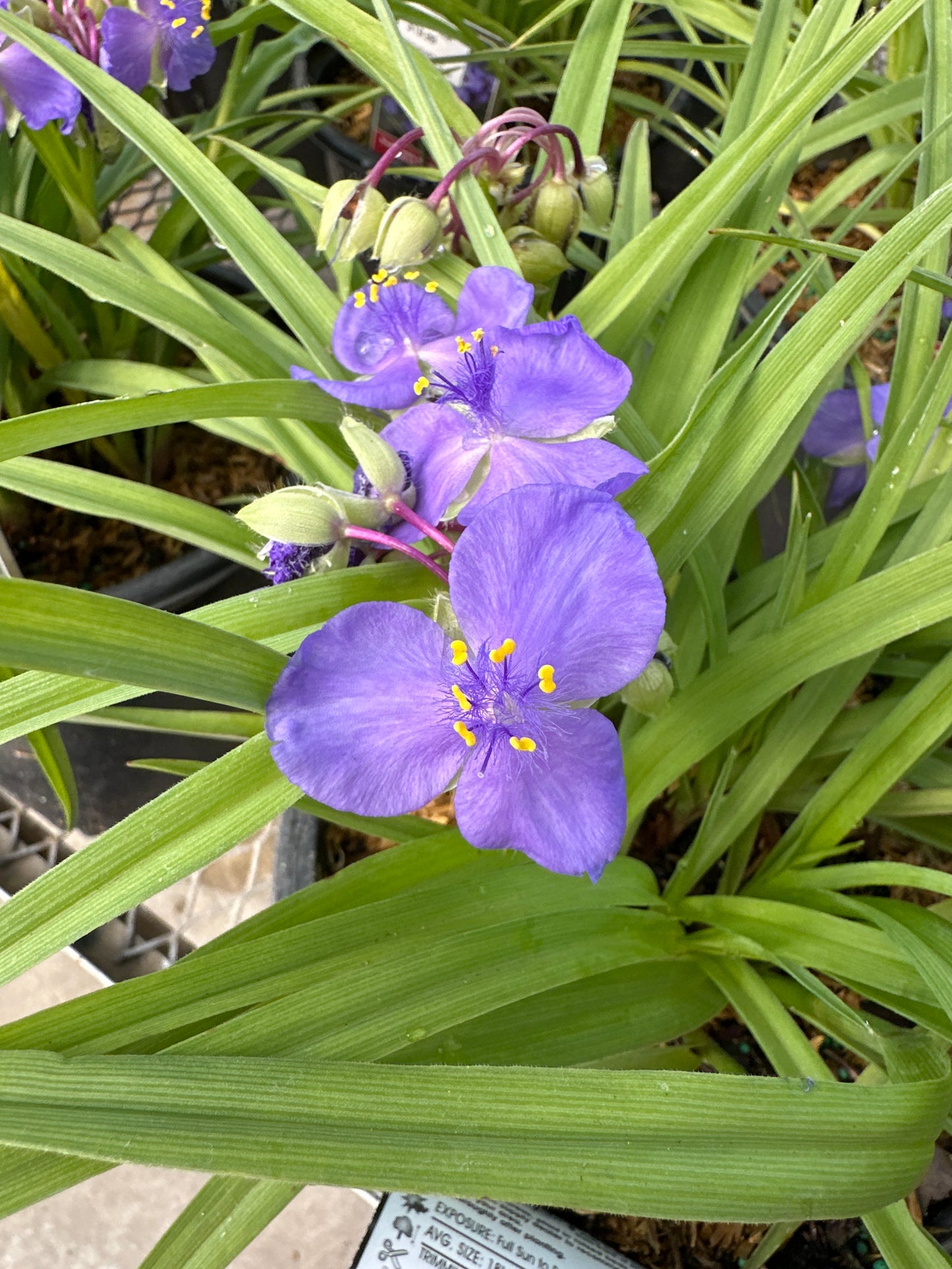 TRADESCANTIA 'AMETHYST KISS'
