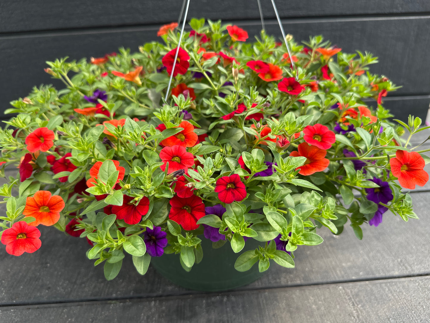 BASKET #89 - 12'' HANGING BASKET