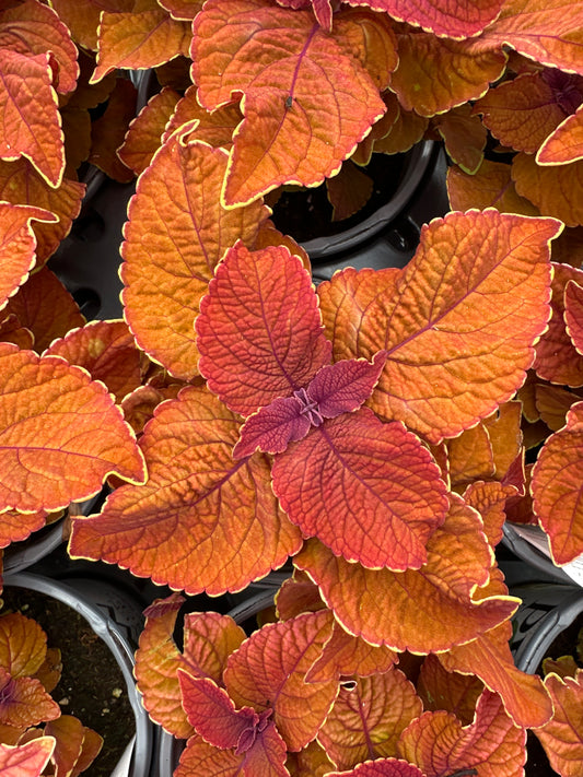 COLEUS SEDONA - QUART POT