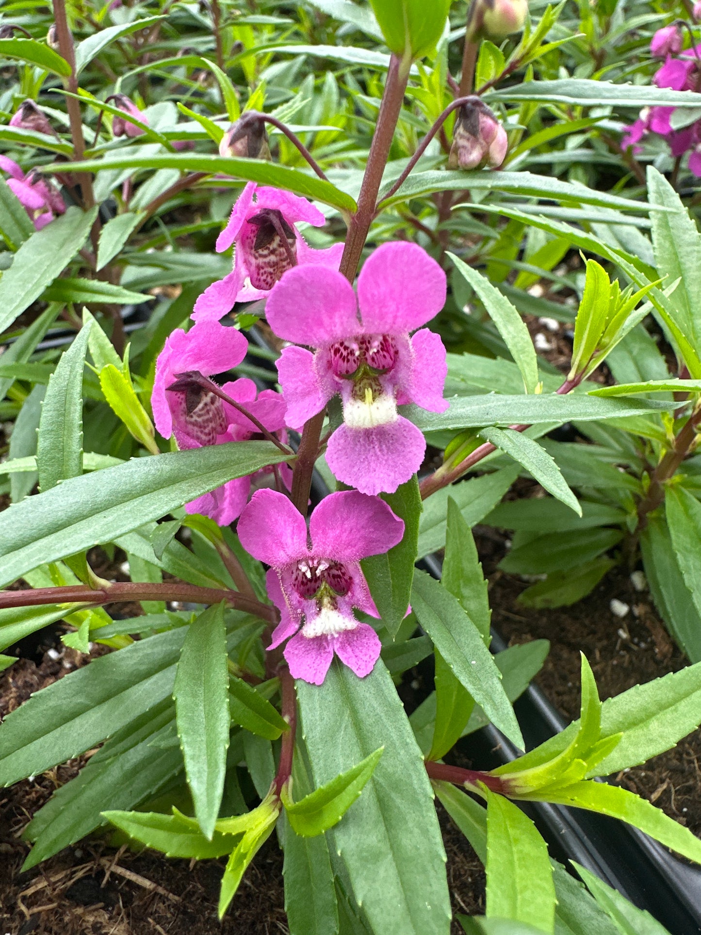 ANGELONIA SERENITA RASPBERRY - JUMBO 6 PACK